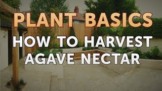 How to Harvest Agave Nectar [upl. by Namolos]