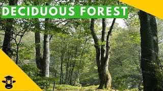 The temperate deciduous forest biome [upl. by Gustav137]