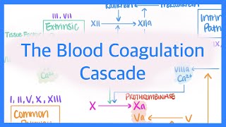 The Blood Coagulation Cascade Intrinsic Extrinsic amp Common Pathways [upl. by Lordan]