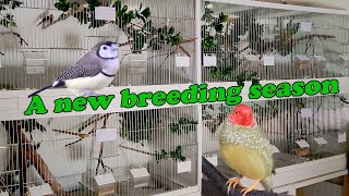 Step by Step Conditioning the Finches Bird Breeding Diaries 1 [upl. by Cofsky]