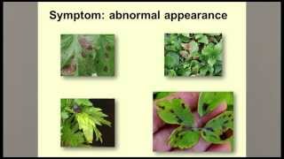 Guidelines for Diagnosing Plant Problems [upl. by Samella]