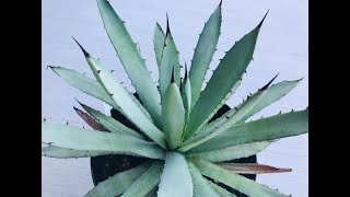 Agave Care Tips And My Agave Collection [upl. by Genisia]