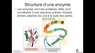 Activité enzymatique 1 [upl. by Vitek]