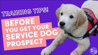 Watch BEFORE you get a SERVICE DOG When To Start Training and more Service Dog Training Tips [upl. by Hadeis813]