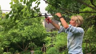 Redbud Tree Pruning [upl. by Alanna]