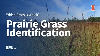 Prairie Grass Identification Which Grass is Which Webinar Series [upl. by Anilorac]