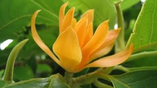 Sampige Magnolia champaca  Joy Perfume Tree [upl. by Solon]