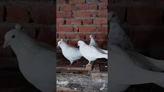 birds pigeon kabootar bird loves [upl. by Ergener183]