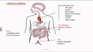 Enterococcus or Group D Streptococci [upl. by Elfont]