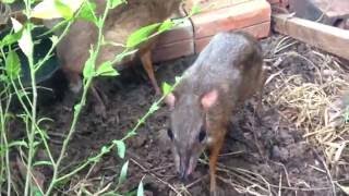 Mouse deer as pet [upl. by Charis]