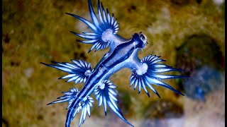 Facts The Blue Sea Dragon [upl. by Neufer]