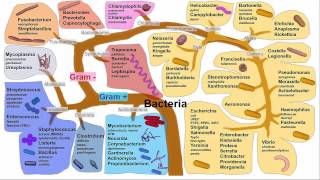 Gastritis H Pylori Gastritis [upl. by Urd]