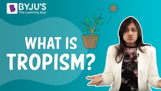 Tropic Movements In Plants  Tropism [upl. by Pournaras673]