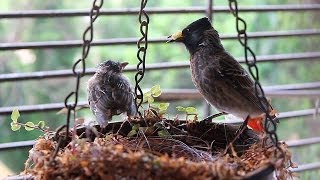 Baby bulbul learning to fly Red Vented Bulbul Nest Part 2 [upl. by Benedicto]