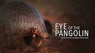 Eye of the Pangolin Pangolin Documentary in HD [upl. by Meggi]