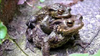 ► MATING TOADS amp EGGS [upl. by Salchunas]