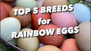 MY TOP 5 CHICKEN BREEDS FOR RAINBOW EGGS [upl. by Jonina]