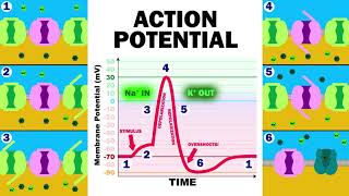 THE ACTION POTENTIAL [upl. by Alocin250]