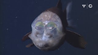 MBARIs Top 10 deepsea animals [upl. by Ittam]