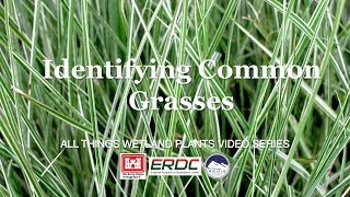 Identifying Common Grasses [upl. by Sabella435]