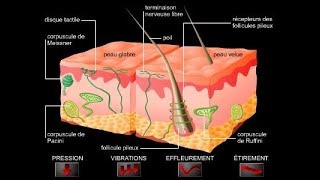 Physiologie des récepteurs sensoriels [upl. by Artemisia]