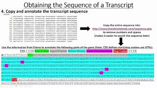 Retrieving Gene amp Promoter Sequences [upl. by Christan]