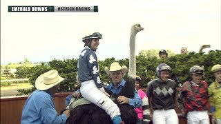 2019 Emerald Downs Ostrich Race [upl. by Ased]