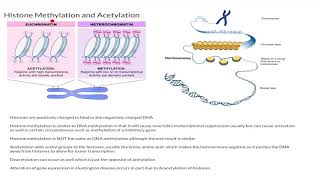 Histone Methylation and Acetylation [upl. by Aleihs]