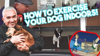 How to Exercise Your Dog Indoors Using a Treadmill [upl. by Lorianna]