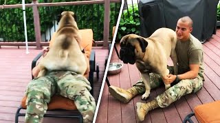 160Lb Bullmastiff Goes Nuts When Soldier Owner Returns Home [upl. by Sirc]