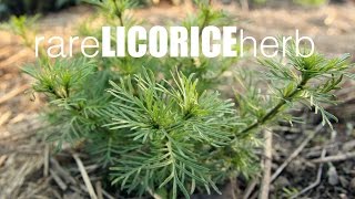 How to grow licorice herb tastes exactly like real licorice [upl. by Tymes300]