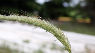 CEREAL RYE Secale cereale [upl. by Ennayram]