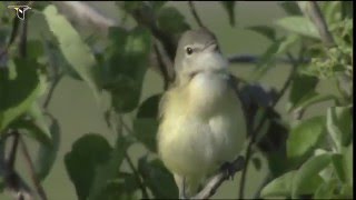 A Bells Vireo sings from a perch [upl. by Bashee]