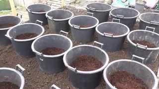 Allotment Diary  How I plant  grow my Container grown Potatoes [upl. by Ozzie961]