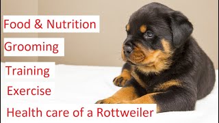 Rottweiler 101  Feeding Grooming Training amp Health Care of a Rottweiler [upl. by Anayia]