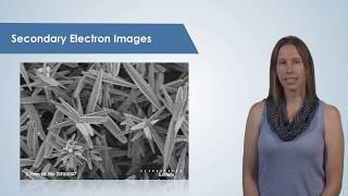 Introduction to the Scanning Electron Microscope SEM [upl. by Selegna208]