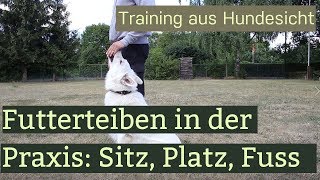 Erste Schritte im Hundetraining  Futtertreiben Sitz Platz Fuss laufen [upl. by Rupert]