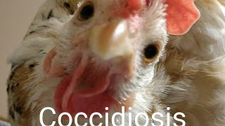 Coccidiosis In Chickens [upl. by Xino]