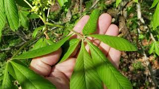 ID That Tree Spring Bloom Edition Ohio Buckeye [upl. by Anoek259]