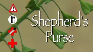 Shepherds Purse Edible Medicinal amp Cautions [upl. by Nosyrb208]