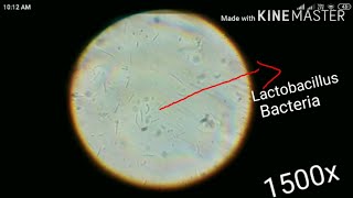 Lactobacillus bacteria under microscope [upl. by Amle]