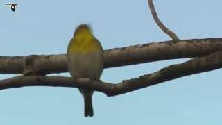 Yellowthroated Vireo [upl. by Robinetta373]