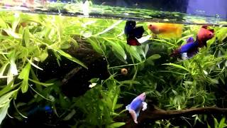 HOW to keep MANY Betta TOGETHER even Males [upl. by Olim]