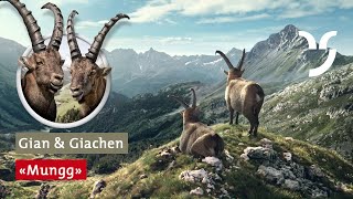 Steinbock Spot Murmeltiere mit deutschen Untertiteln [upl. by Karney]