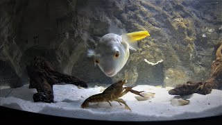 Brutal Fahaka Puffer fish DESTROYS Large CRAYFISH  WARNING  LIVE FEEDING [upl. by Yonita394]