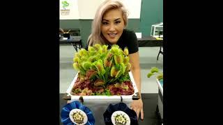 Venus Flytrap Dionaea muscipula Care amp Tips [upl. by Eade]