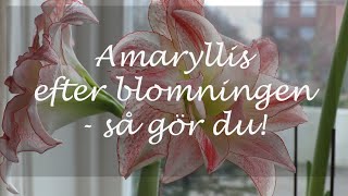 Amaryllis efter blomningen  så gör du [upl. by Murray440]