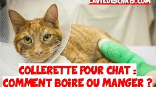 Collerette pour chat🐱 Comment boire [upl. by Brandwein]