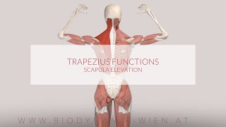 Trapezius Muscle Functions Scapula Elevation 3D Animation [upl. by Cosenza]