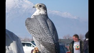 Falconry Introduction to Gyr X Peregrine hybrids [upl. by Aiekahs]